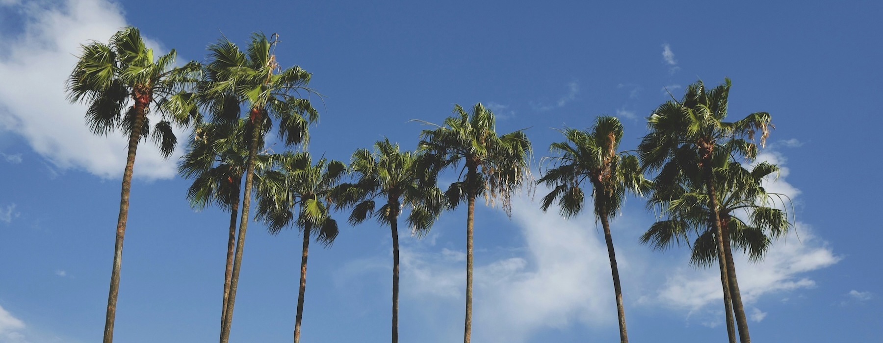 a group of trees